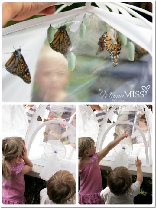 Butterfly Life Cycle Activities | Mama Miss #monarch #kidcrafts #butterfly #homeschool #preschool