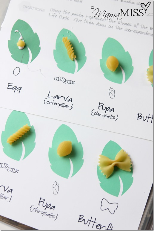 Butterfly Life Cycle Activities | Mama Miss #monarch #kidcrafts #butterfly #homeschool #preschool