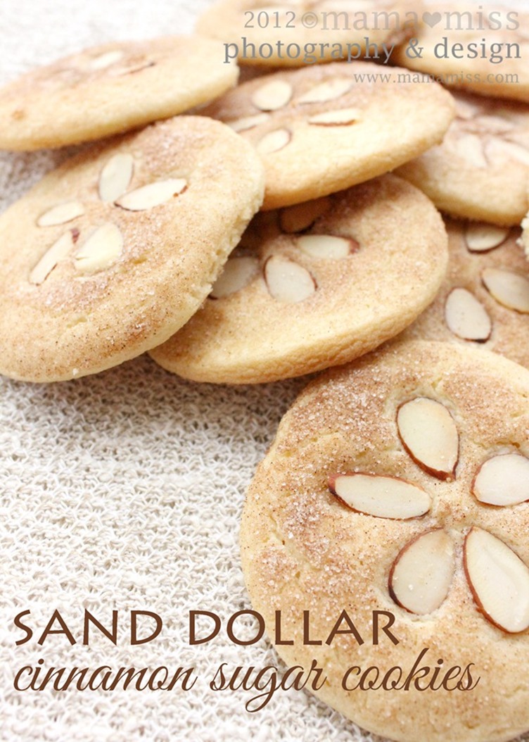 50 Best Sand Dollar Crafts ideas  sand dollar craft, sand dollar